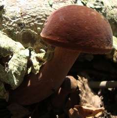 Tylopilus badiceps