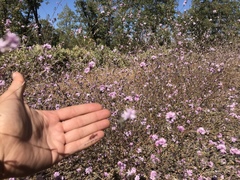 Lessingia leptoclada