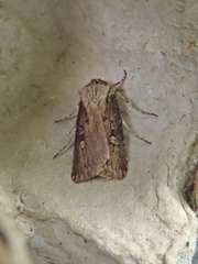 Agrotis volubilis