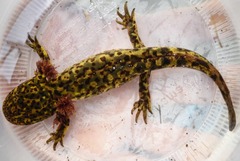 Mountain Stream Salamander photo 5