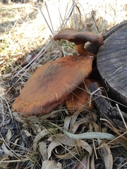 Gymnopilus junonius