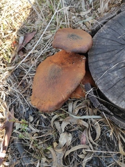 Gymnopilus junonius