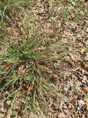 Eragrostis trichodes