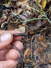 Batrachoseps major major