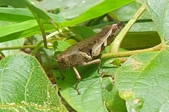 Xenocatantops humilis