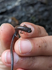 Batrachoseps major major