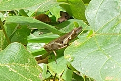 Xenocatantops humilis