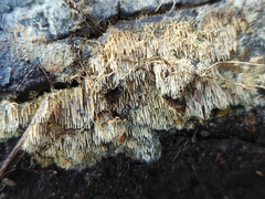 Polyporales