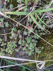 Saxifragales