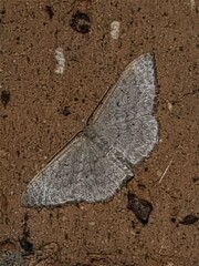 Idaea philocosma