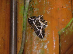 Mesastrape fulguraria