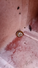 Pseudotachea splendida