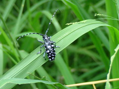 Anoplophora macularia