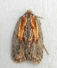 Acleris youngana