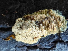 Polyporales