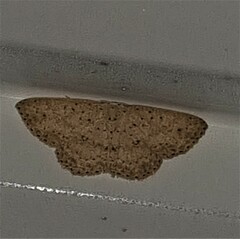 Cyclophora turneri
