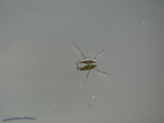 Limnogonus