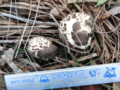 Agaricales
