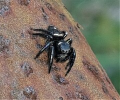 Zenodorus orbiculatus