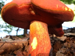 Lanmaoa