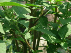 Atractomorpha sinensis