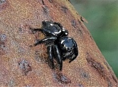 Zenodorus orbiculatus