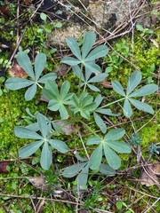 Lupinus hispanicus