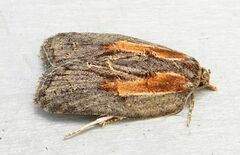 Acleris youngana