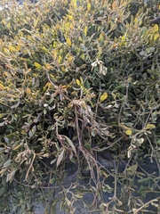 Atriplex portulacoides