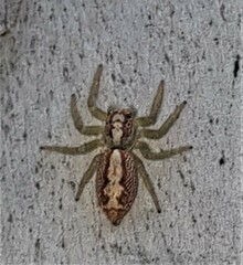Cytaea alburna