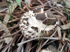 Agaricales