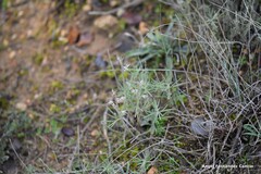 Teucrium pseudochamaepitys