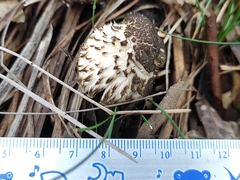 Agaricales