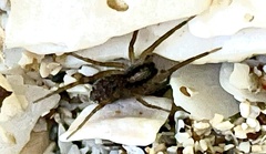 Acanthoctenus