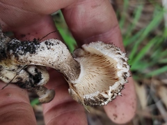 Agaricales