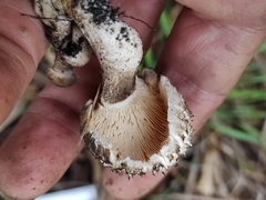 Agaricales
