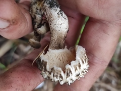 Agaricales