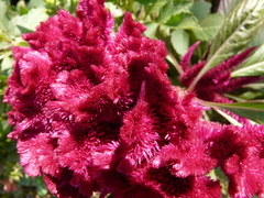 Celosia