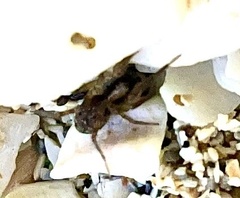 Acanthoctenus