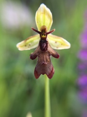 Ophrys insectifera