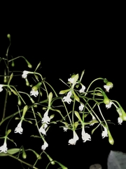 Epidendrum veroscriptum
