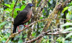 Chamaepetes goudotii