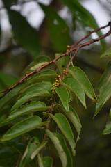 Trema micrantha