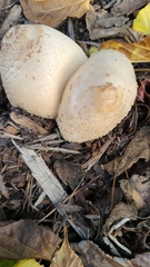Coprinus comatus