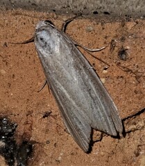 Prionopterina grammatistis