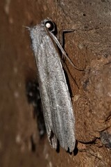 Prionopterina grammatistis