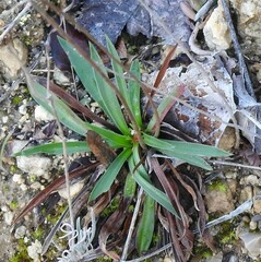 Armeria arenaria