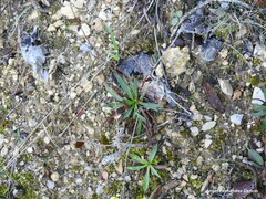 Armeria arenaria
