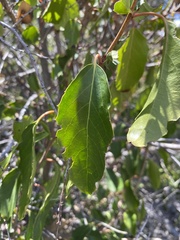 Azara petiolaris