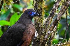 Chamaepetes goudotii